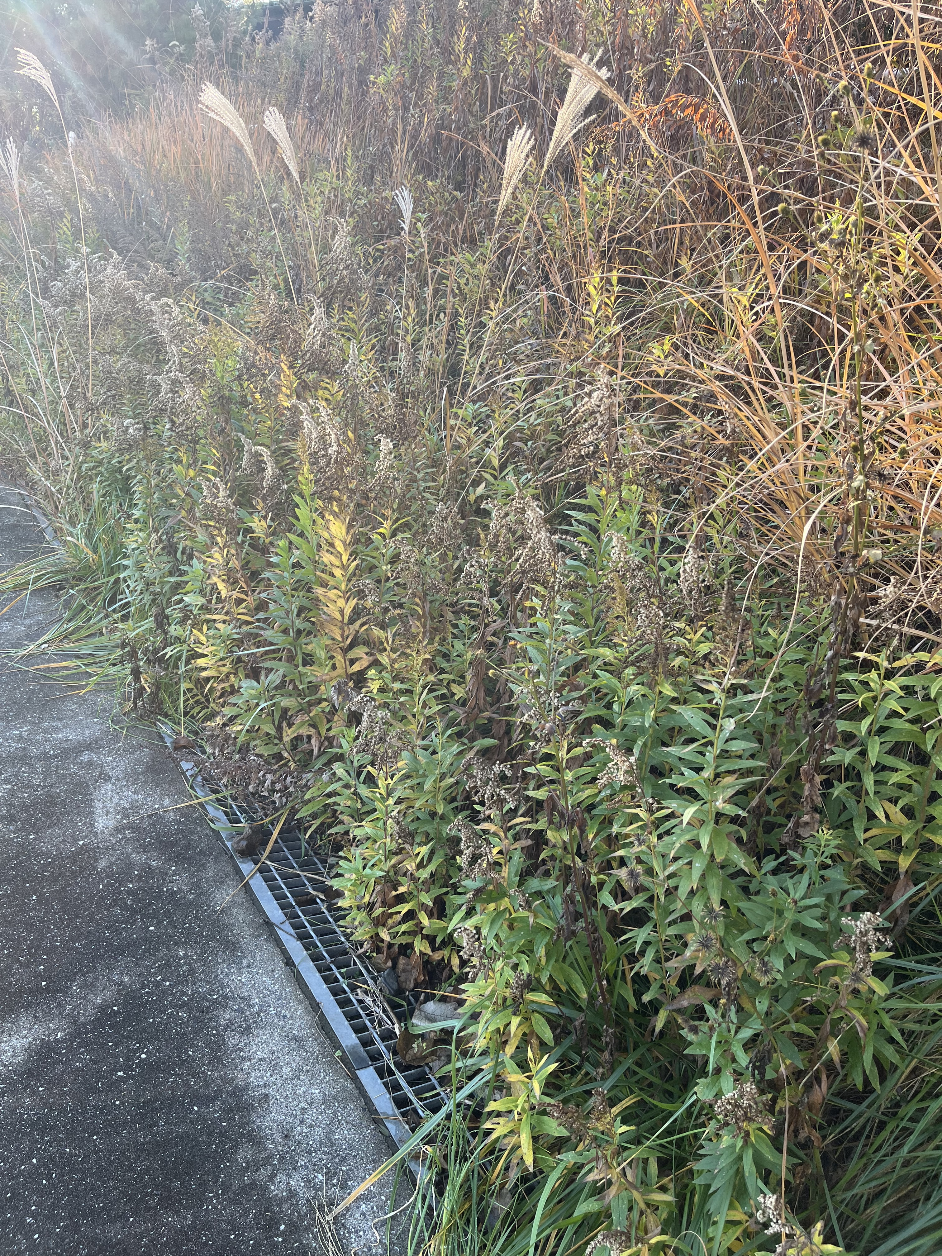 草刈り 作業前